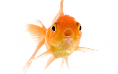 Who’s Paying Attention?